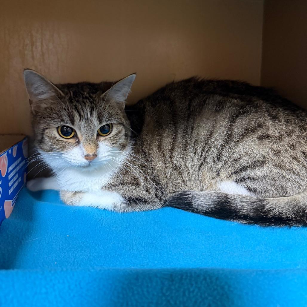 Enlarge Dovey, a Adoptable mixed breed in Madisonville, KY image 1/2