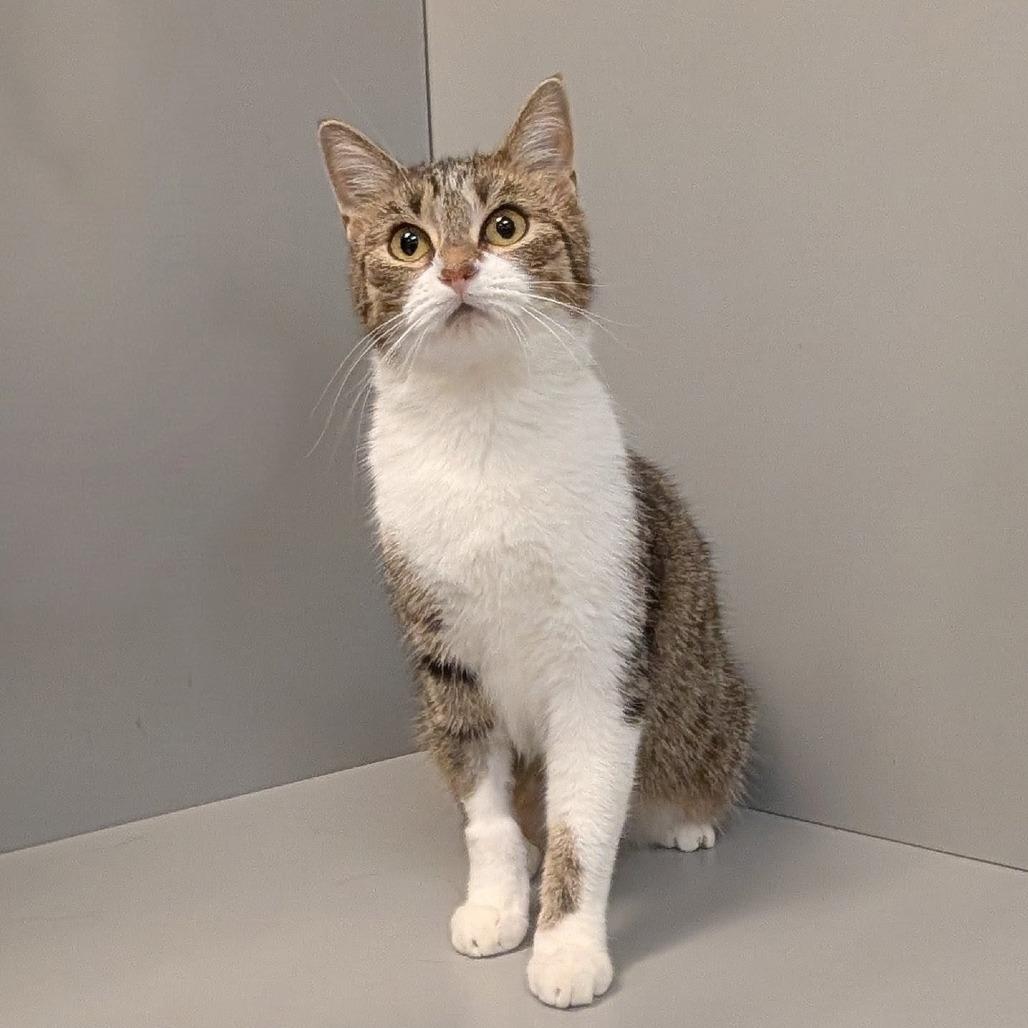Enlarge Dovey, a Adoptable mixed breed in Madisonville, KY image 2/2