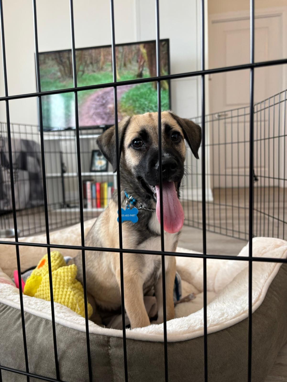 Enlarge Barolo, a ADOPTABLE mixed breed in Toronto, ON image 5/5