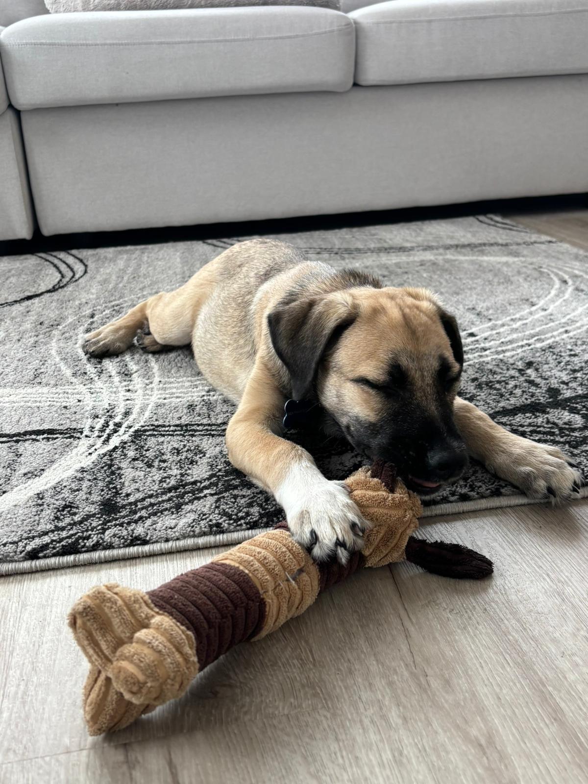 Enlarge Barolo, a ADOPTABLE mixed breed in Toronto, ON image 3/5