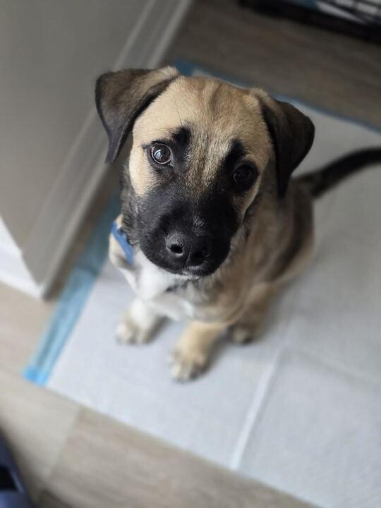 Enlarge Barolo, a ADOPTABLE mixed breed in Toronto, ON image 2/5