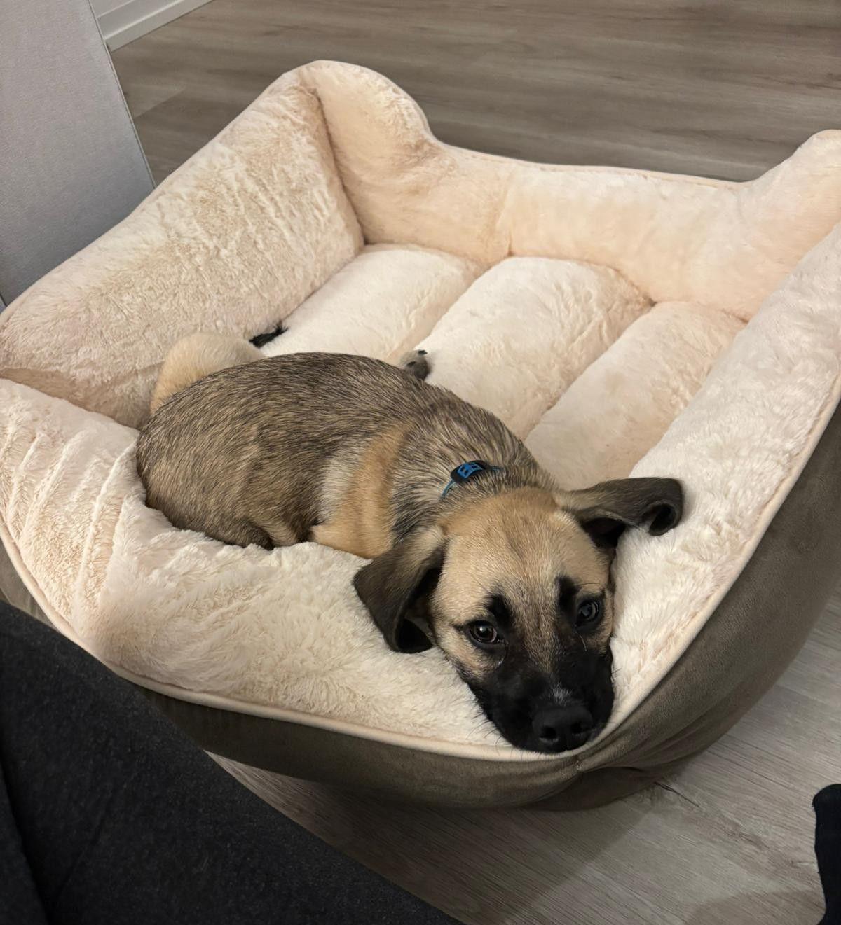 Enlarge Barolo, a ADOPTABLE mixed breed in Toronto, ON image 4/5