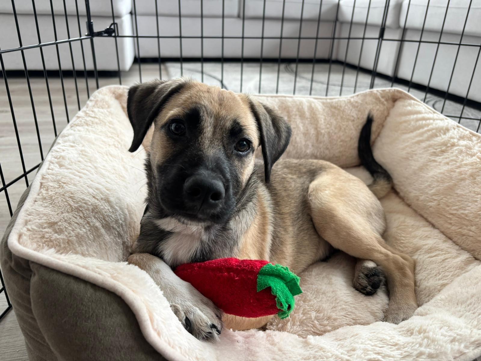 Enlarge Barolo, a ADOPTABLE mixed breed in Toronto, ON image 1/5