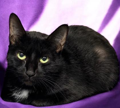 Natalie Portman, Adoptable, Adult Female Domestic Short Hair & Domestic Short Hair.