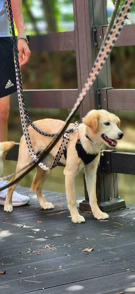 Cori, Adoptable, Puppy Female Jindo.