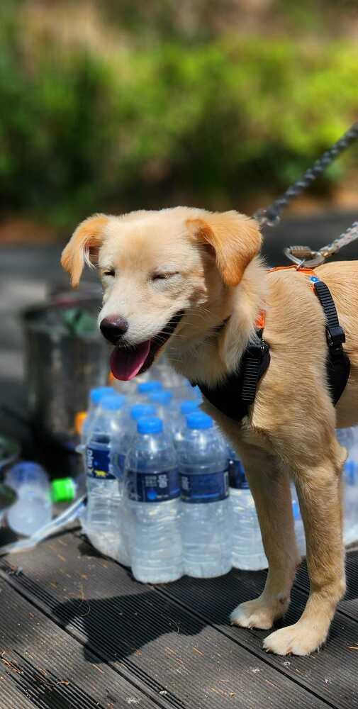 Enlarge Cori, a Adoptable Jindo in Long Island City, NY image 2/5