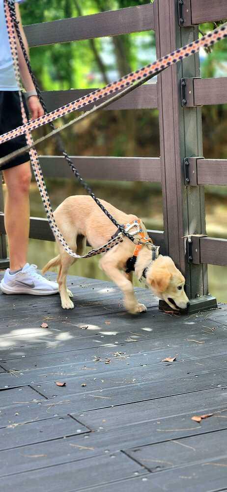 Enlarge Cori, a Adoptable Jindo in Long Island City, NY image 3/5