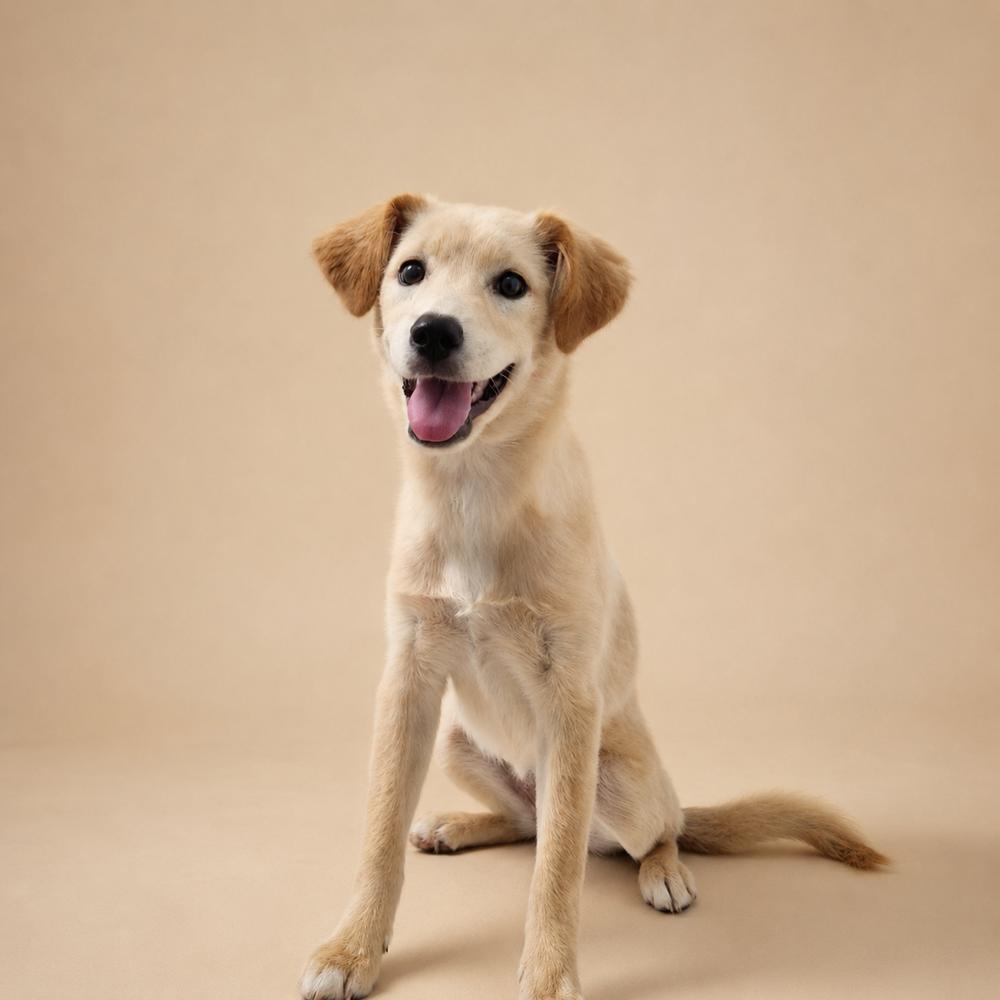 Enlarge Cori, a Adoptable Jindo in Long Island City, NY image 4/5