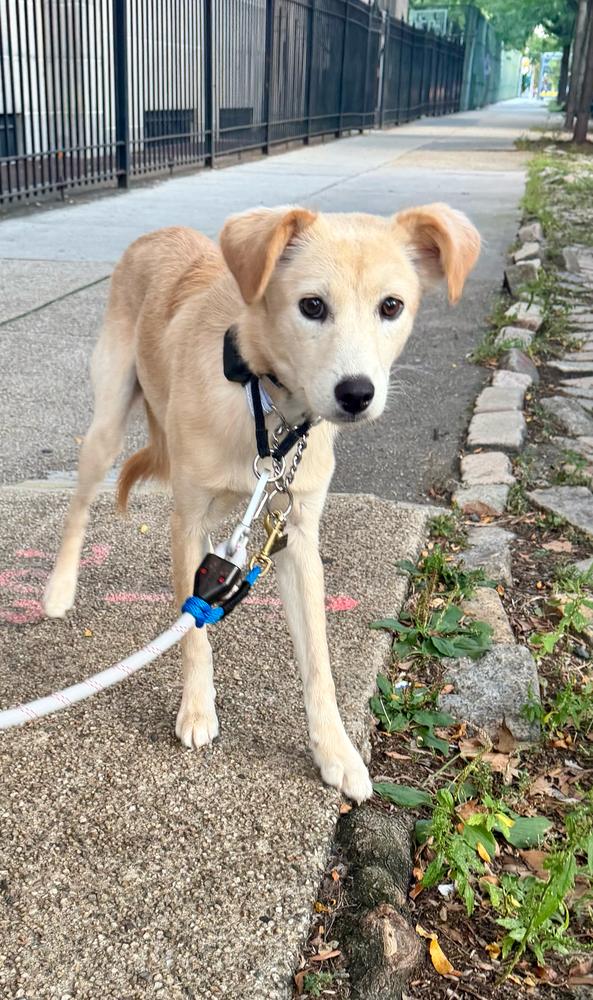 Enlarge Cori, a Adoptable Jindo in Long Island City, NY image 5/5