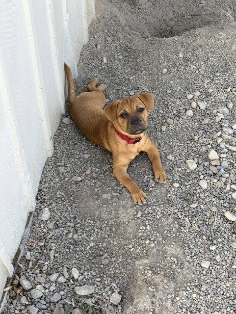 TeeNee, a Adoptable Pit Bull Terrier in Salt Lake City, UT image 3/3