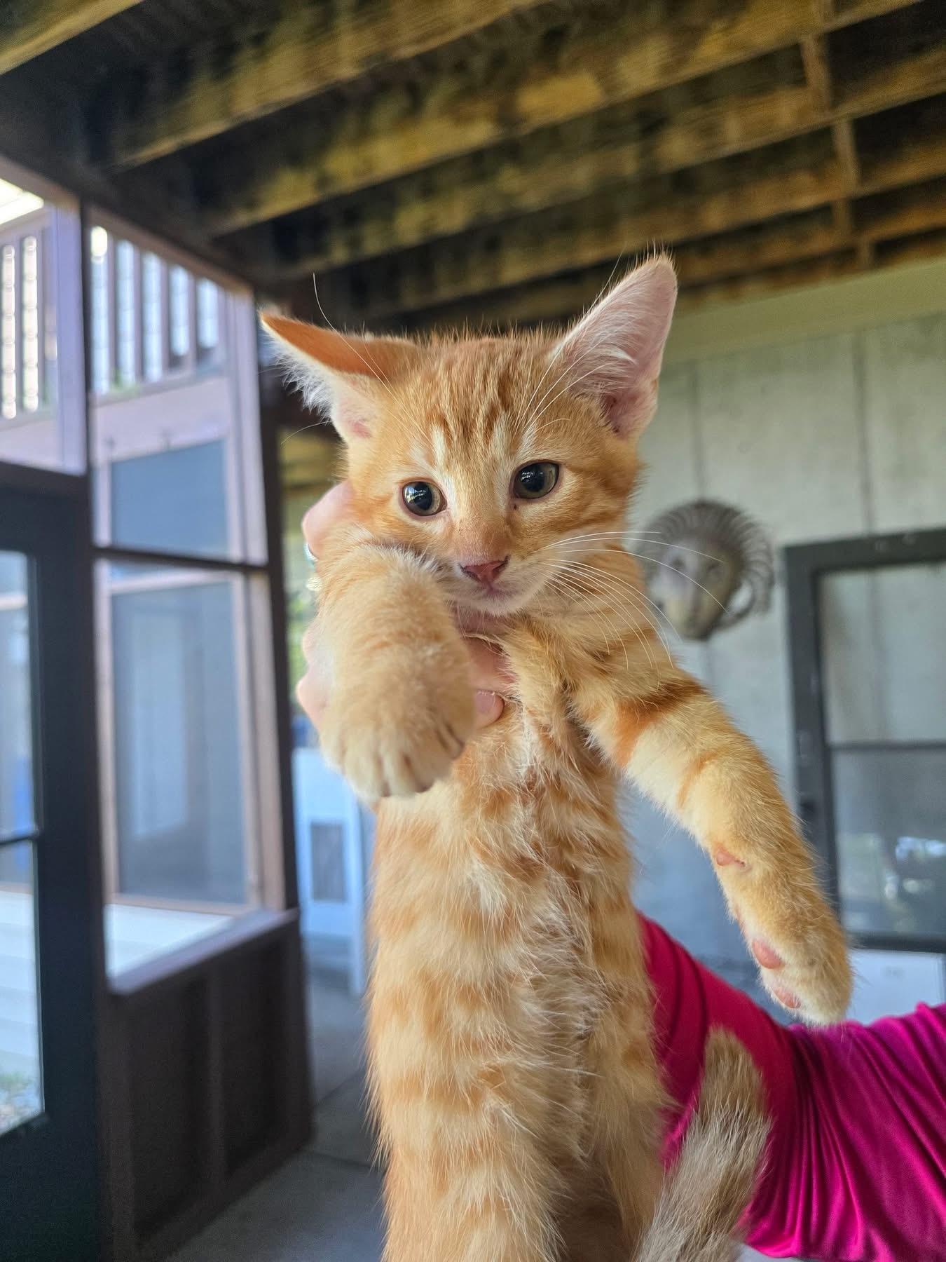 Alpha, Adoptable, Kitten Male Domestic Short Hair.