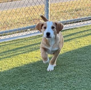 Enlarge Ralphie, a ADOPTABLE mixed breed in Liberty, MO image 1/5