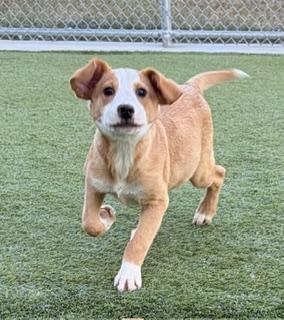 Enlarge Ralphie, a ADOPTABLE mixed breed in Liberty, MO image 2/5