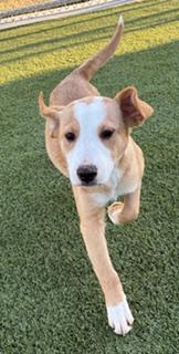 Enlarge Ralphie, a ADOPTABLE mixed breed in Liberty, MO image 3/5