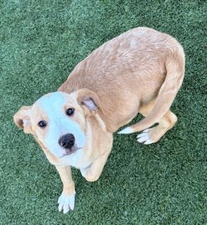 Enlarge Ralphie, a ADOPTABLE mixed breed in Liberty, MO image 4/5