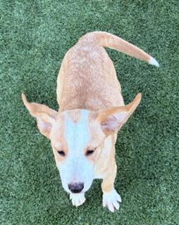 Enlarge Ralphie, a ADOPTABLE mixed breed in Liberty, MO image 5/5