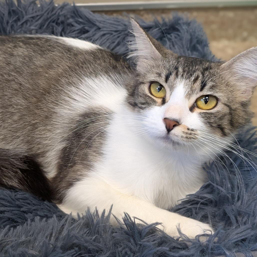 Calzone, Adoptable, Young Female Domestic Medium Hair.