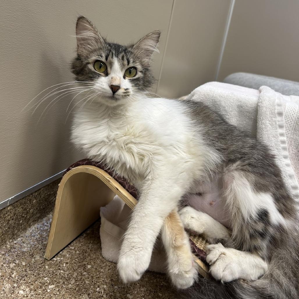 Calzone, a Adoptable Domestic Medium Hair in Sonoma, CA image 2/6