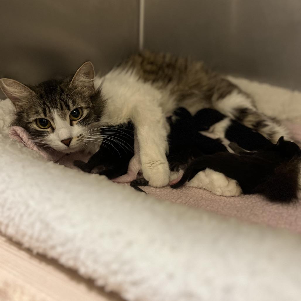 Calzone, a Adoptable Domestic Medium Hair in Sonoma, CA image 1/2