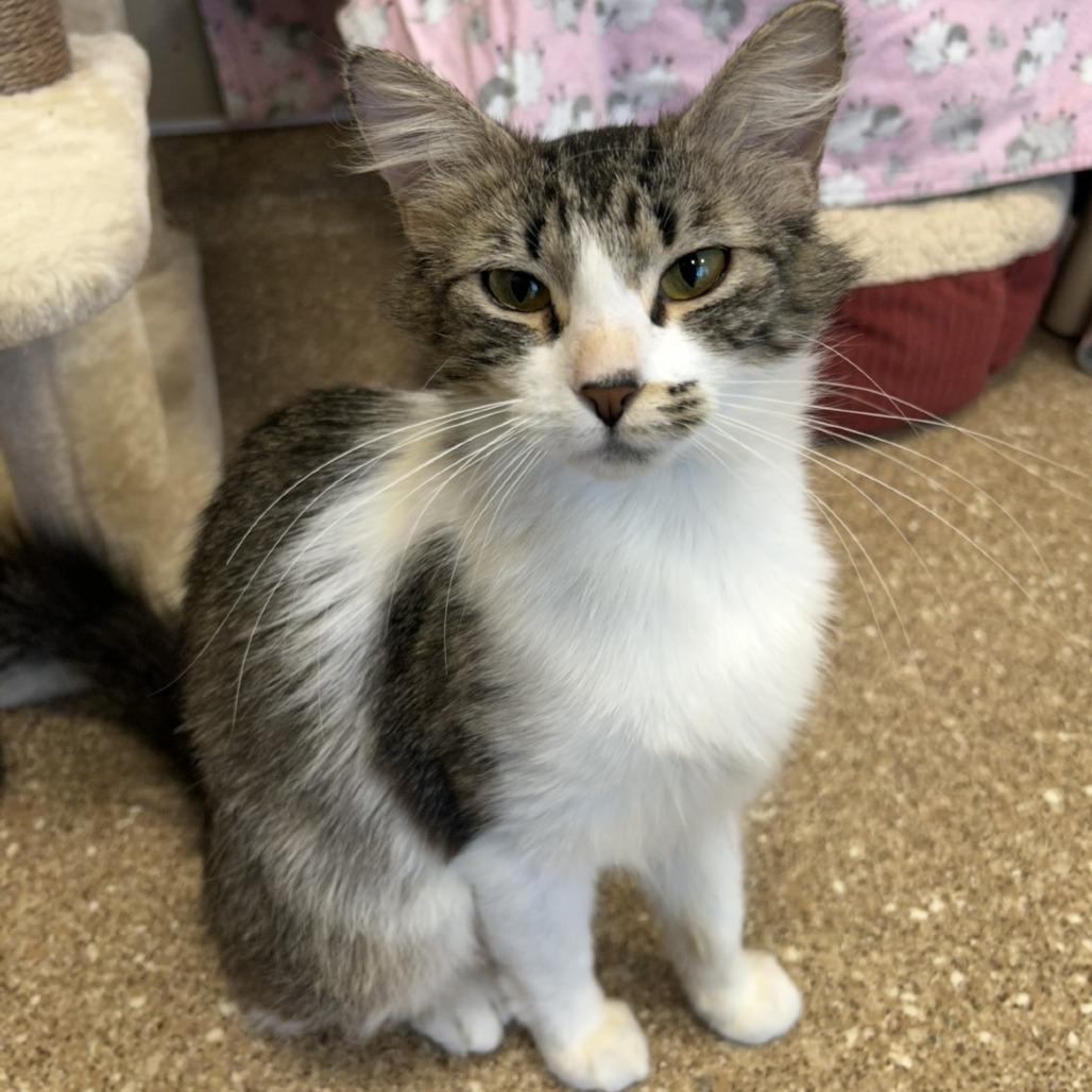 Calzone, a Adoptable Domestic Medium Hair in Sonoma, CA image 4/6