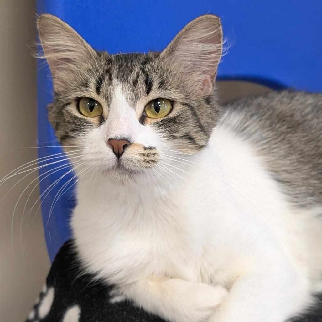 Calzone, a Adoptable Domestic Medium Hair in Sonoma, CA image 5/6