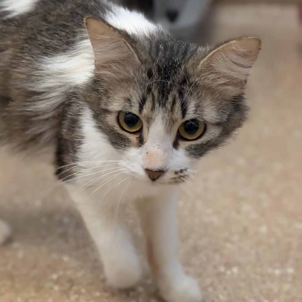 Calzone, a Adoptable Domestic Medium Hair in Sonoma, CA image 2/2