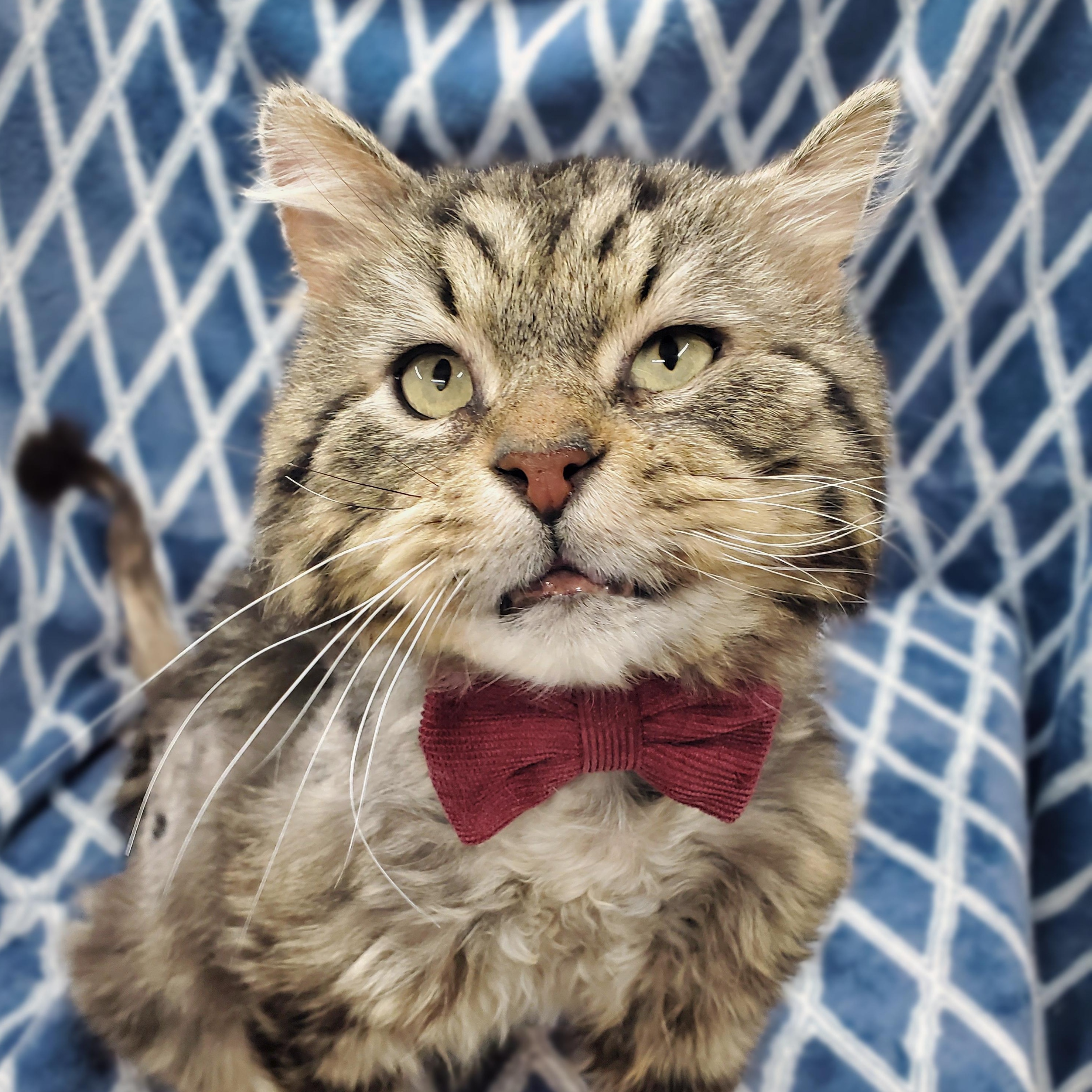 Enlarge Hugo, a ADOPTABLE Domestic Long Hair in Ottawa, IL image 1/2