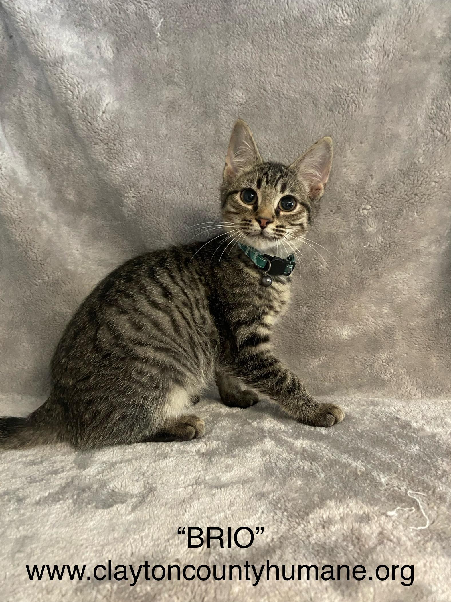 Enlarge Brio, a hold Domestic Short Hair in Jonesboro, GA image 1/1