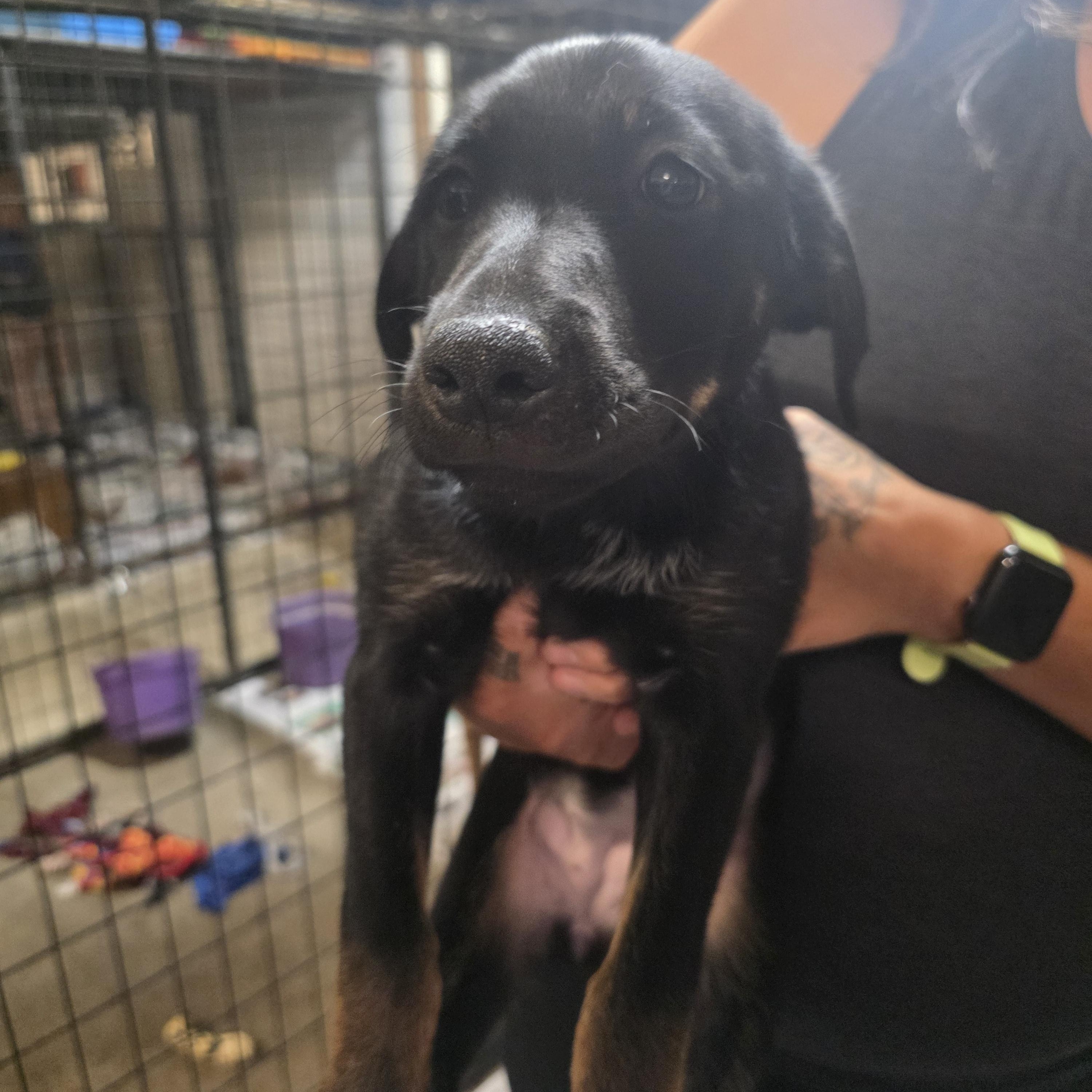 P12-Baby girl, adopted, Puppy Female German Shepherd Dog & Border Collie.