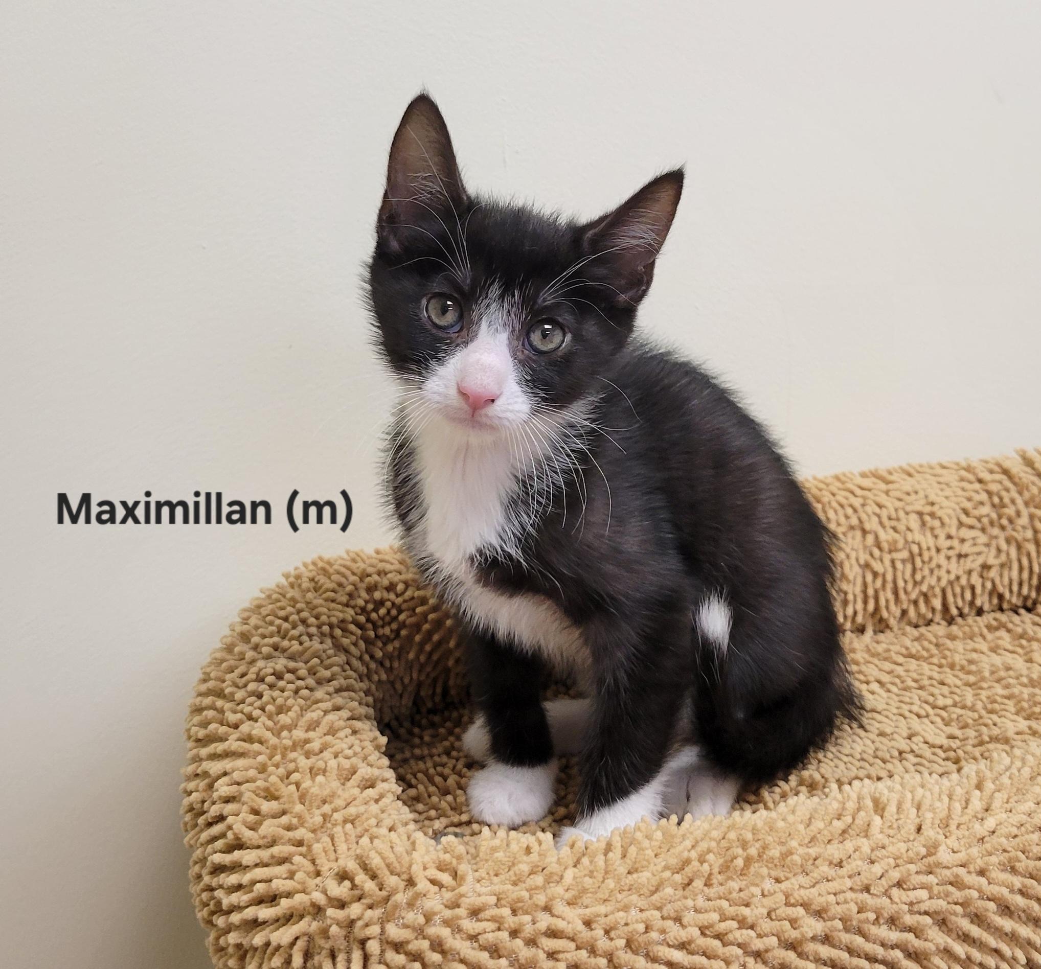 Maximillian