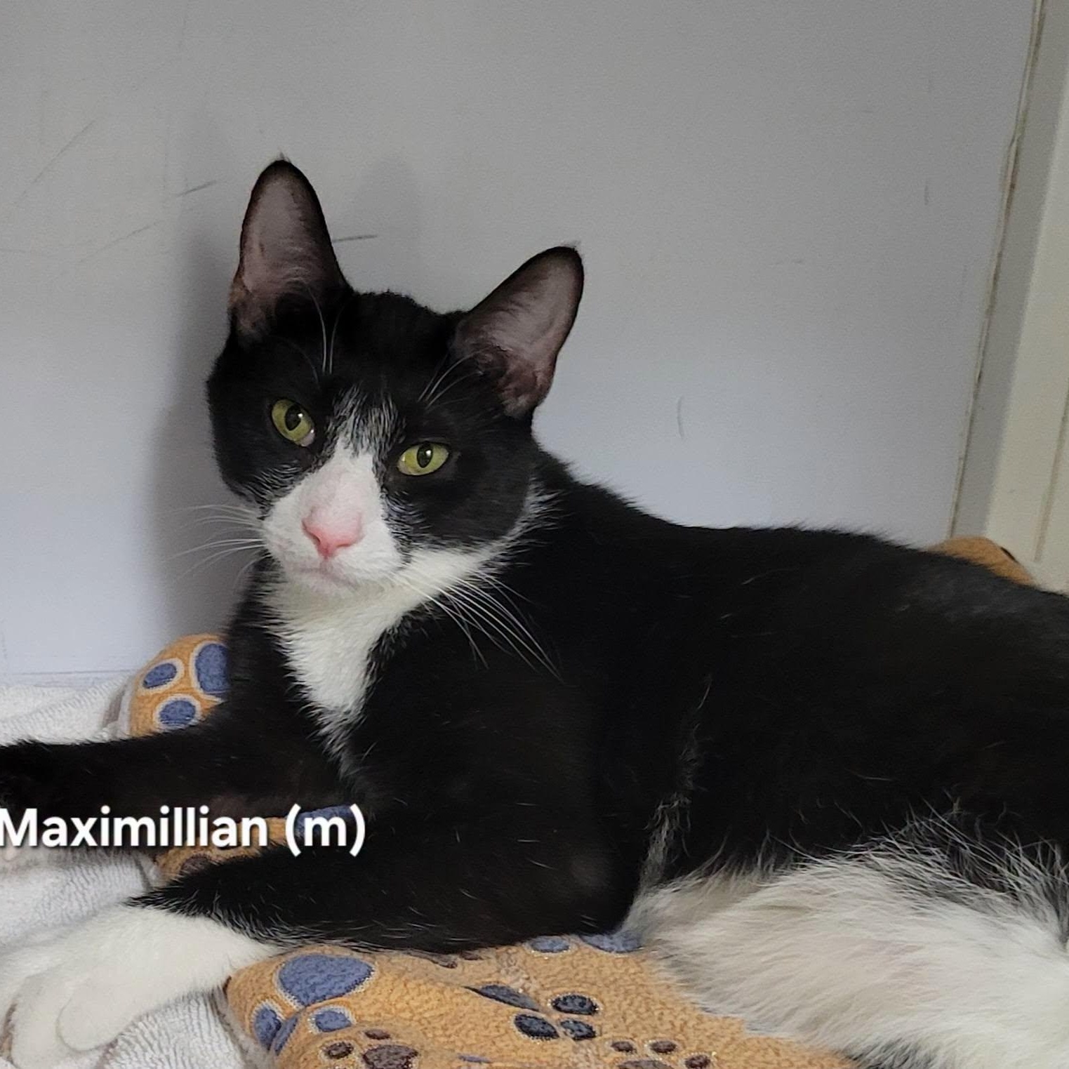 Enlarge Maximillian, an adoptable Domestic Short Hair in Mazon, IL image 1/2