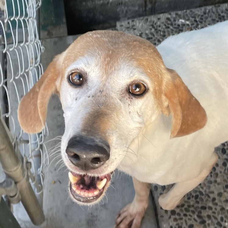 Enlarge Baby Maggie, a Adoptable Treeing Walker Coonhound in Canoga Park, CA image 1/5