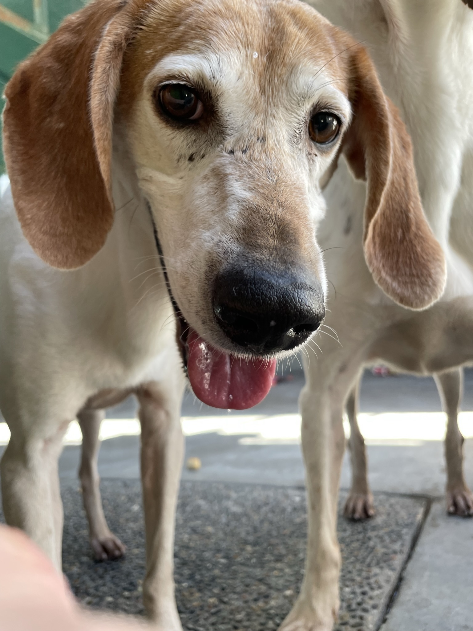 Enlarge Baby Maggie, a Adoptable Treeing Walker Coonhound in Canoga Park, CA image 3/5