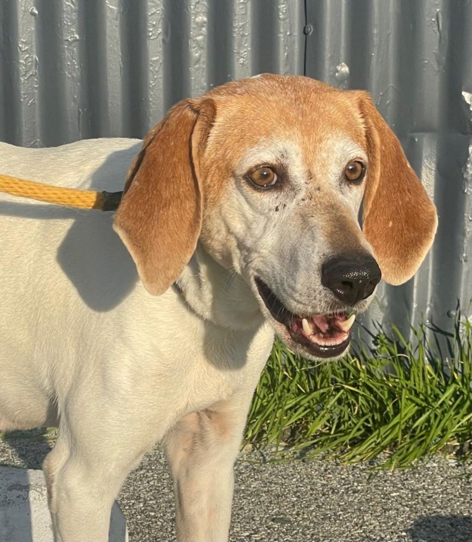 Enlarge Baby Maggie, a Adoptable Treeing Walker Coonhound in Canoga Park, CA image 4/5