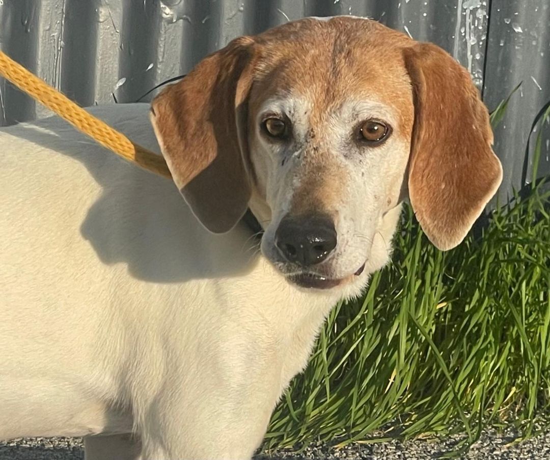 Enlarge Baby Maggie, a Adoptable Treeing Walker Coonhound in Canoga Park, CA image 5/5