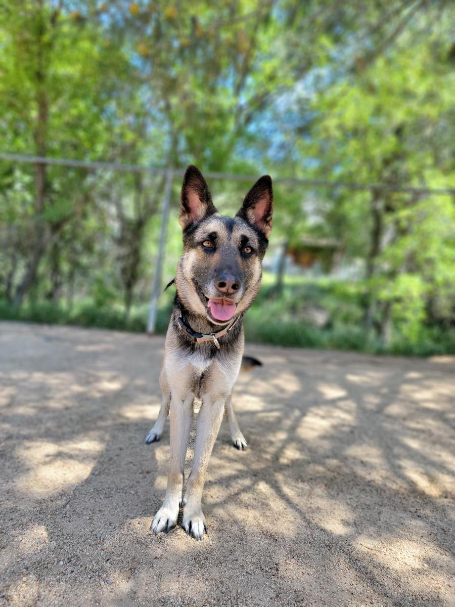 Calliope, Adoptable, Adult Female German Shepherd Dog.