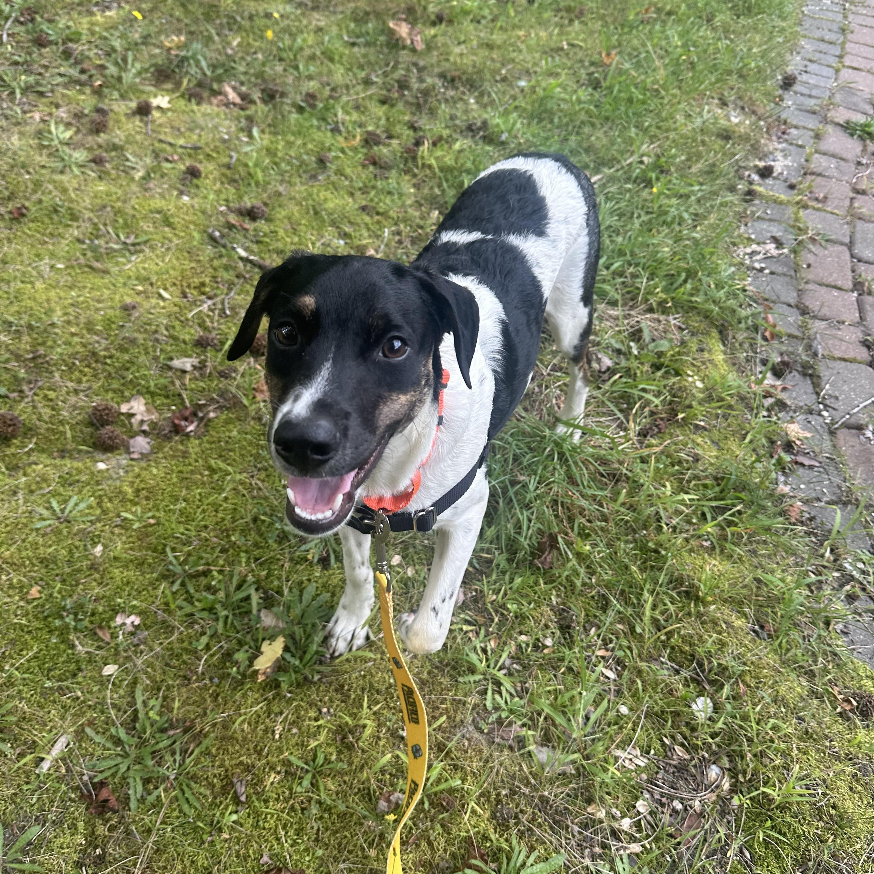 Enlarge Curly, a Adoptable mixed breed in Ocean View, NJ image 5/6