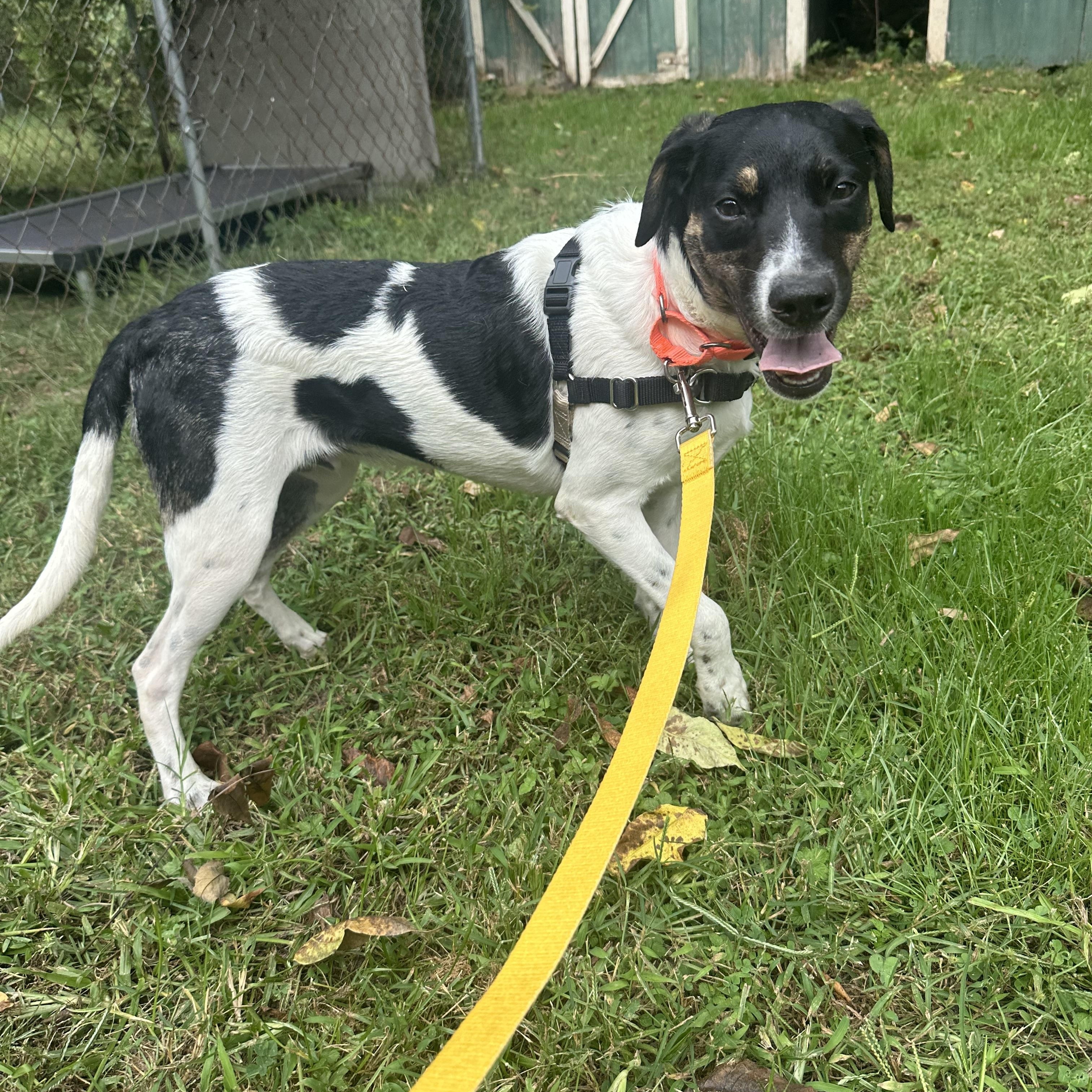 Enlarge Curly, a Adoptable mixed breed in Ocean View, NJ image 6/6