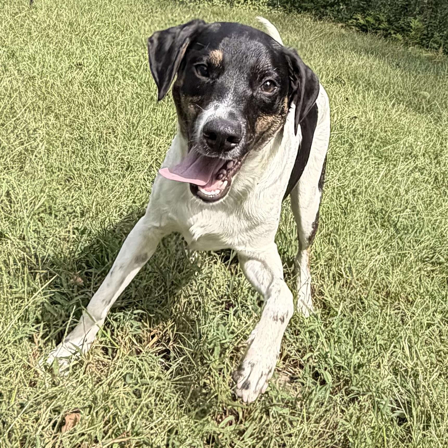 Enlarge Curly, a Adoptable mixed breed in Ocean View, NJ image 2/6