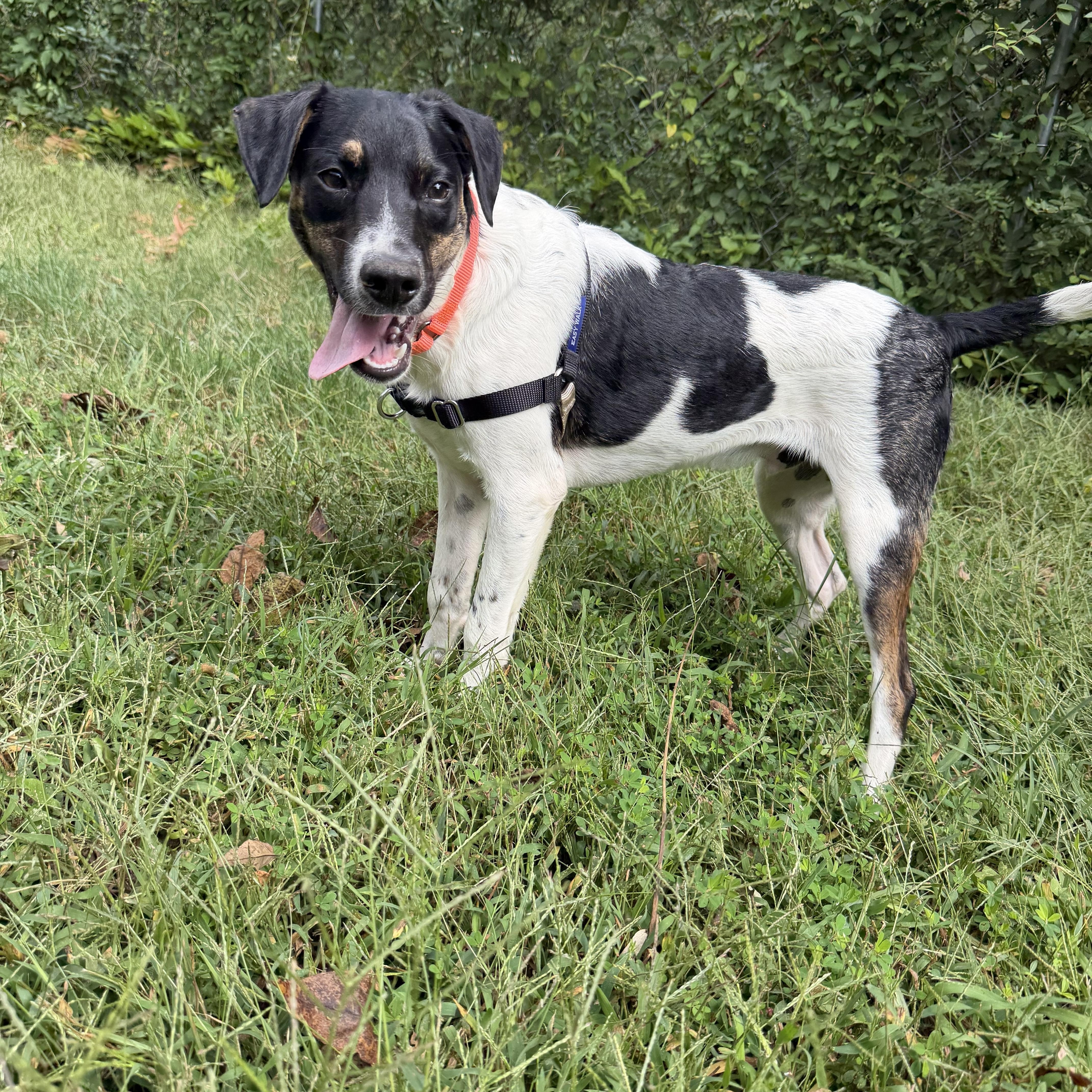 Enlarge Curly, a Adoptable mixed breed in Ocean View, NJ image 4/6