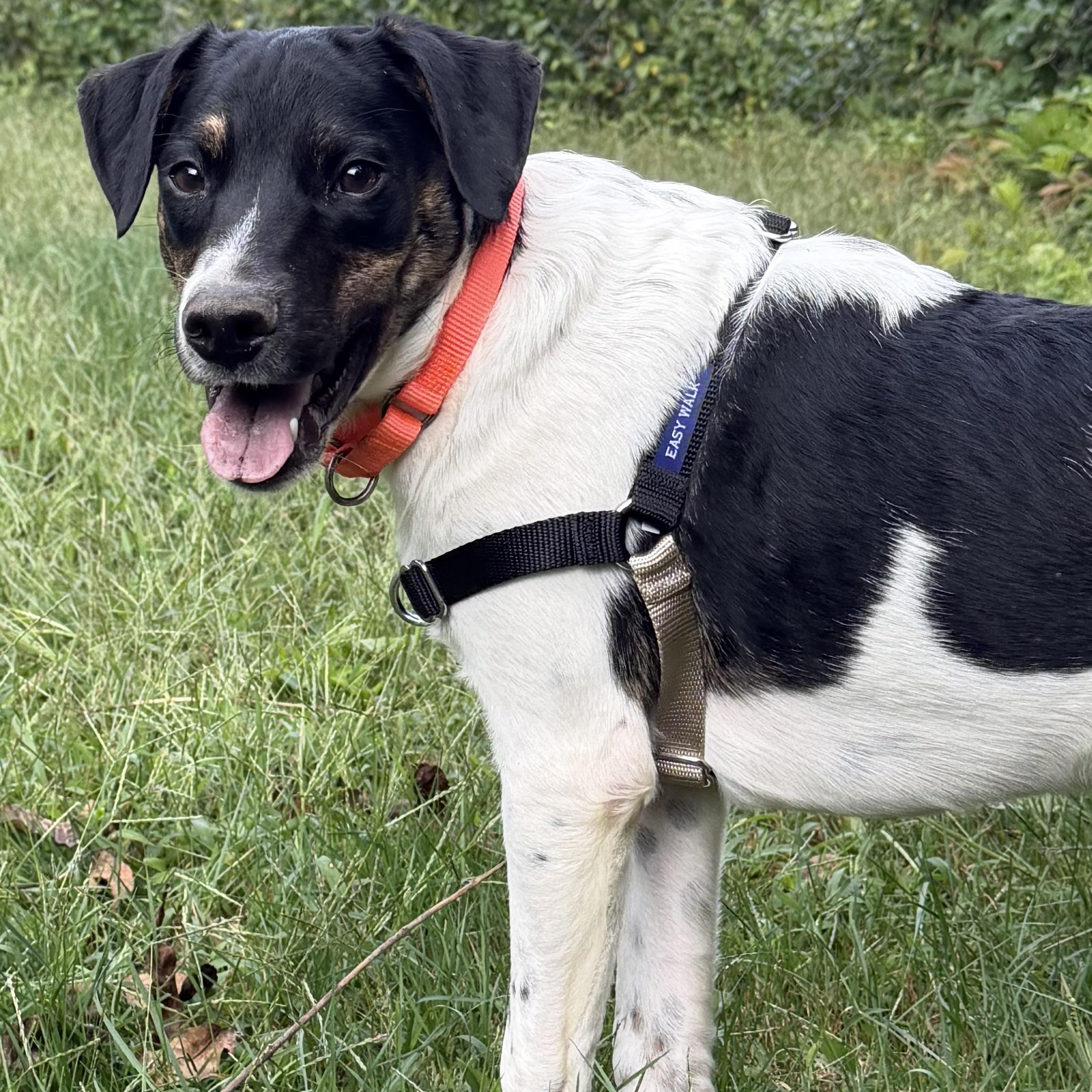 Enlarge Curly, a Adoptable mixed breed in Ocean View, NJ image 3/6