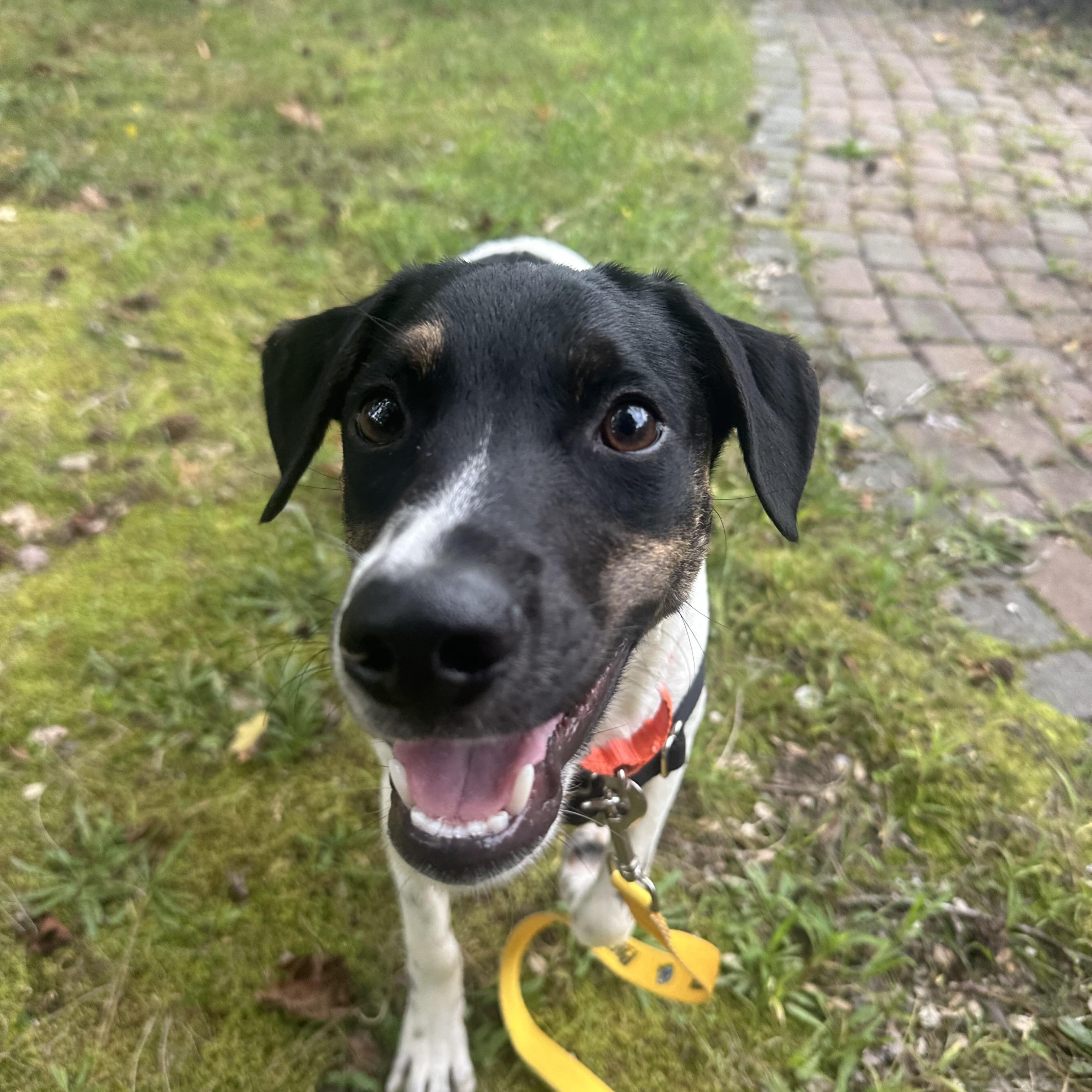 Enlarge Curly, a Adoptable mixed breed in Ocean View, NJ image 1/6