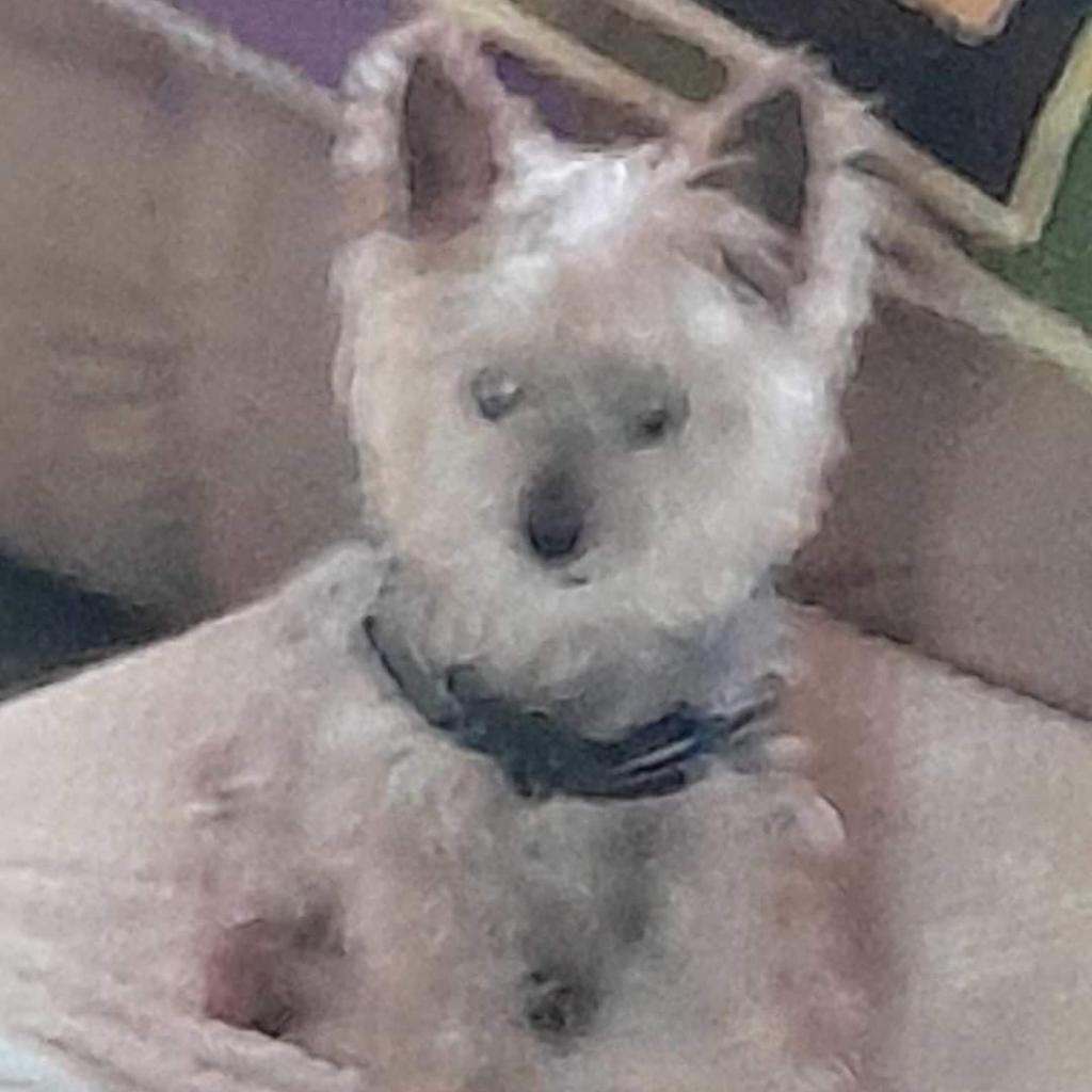 Enlarge Gizzy - MISSING, a Adoptable Yorkshire Terrier in Sherwood, OR image 1/1