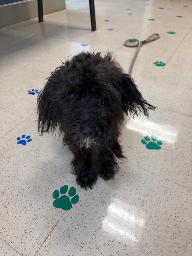 Enlarge Jet, a Adoptable mixed breed in Newnan, GA image 1/1