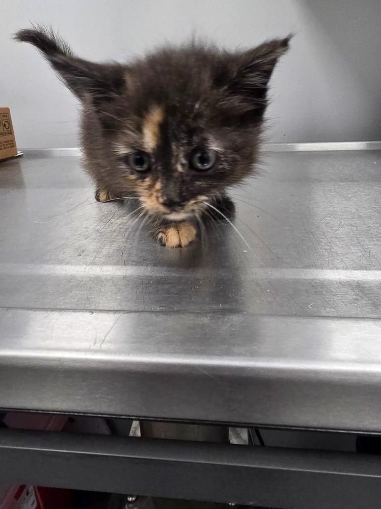 Gwen, Adoptable, Kitten Female Domestic Short Hair.