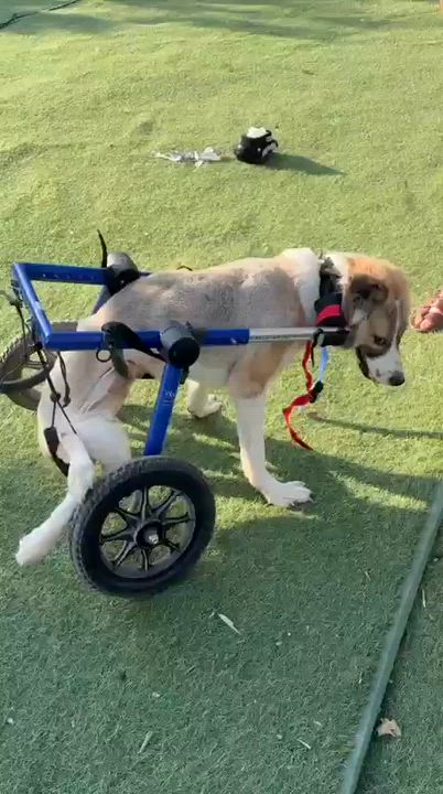 Enlarge Taj, a Adoptable mixed breed in brewster , NY video 4/6