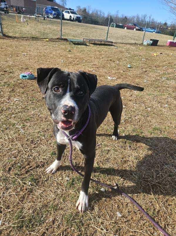 Oreo, ADOPTABLE, Adult Male Pit Bull Terrier.