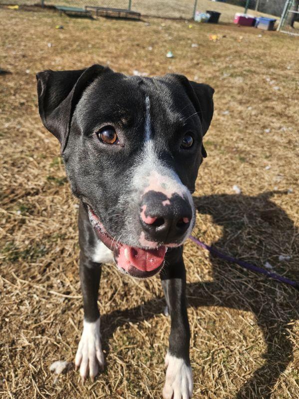 Enlarge Oreo, a ADOPTABLE mixed breed in Culpeper, VA image 4/5