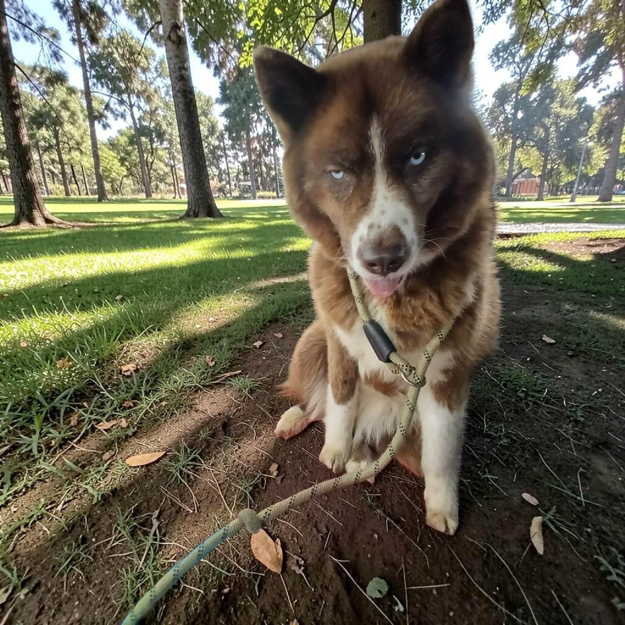 Tondra, a ADOPTABLE Husky in Lexington, KY image 2/4