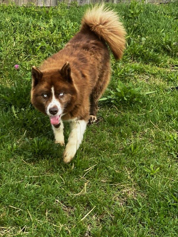 Tondra, ADOPTABLE, Adult Female Husky.
